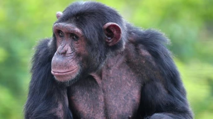 南非大草原上黑猩猩的特写镜头 ..野生动物概念中的美丽时刻