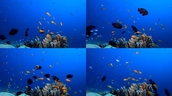 水下鱼和珊瑚花园大自然海鱼海洋海鱼游鱼