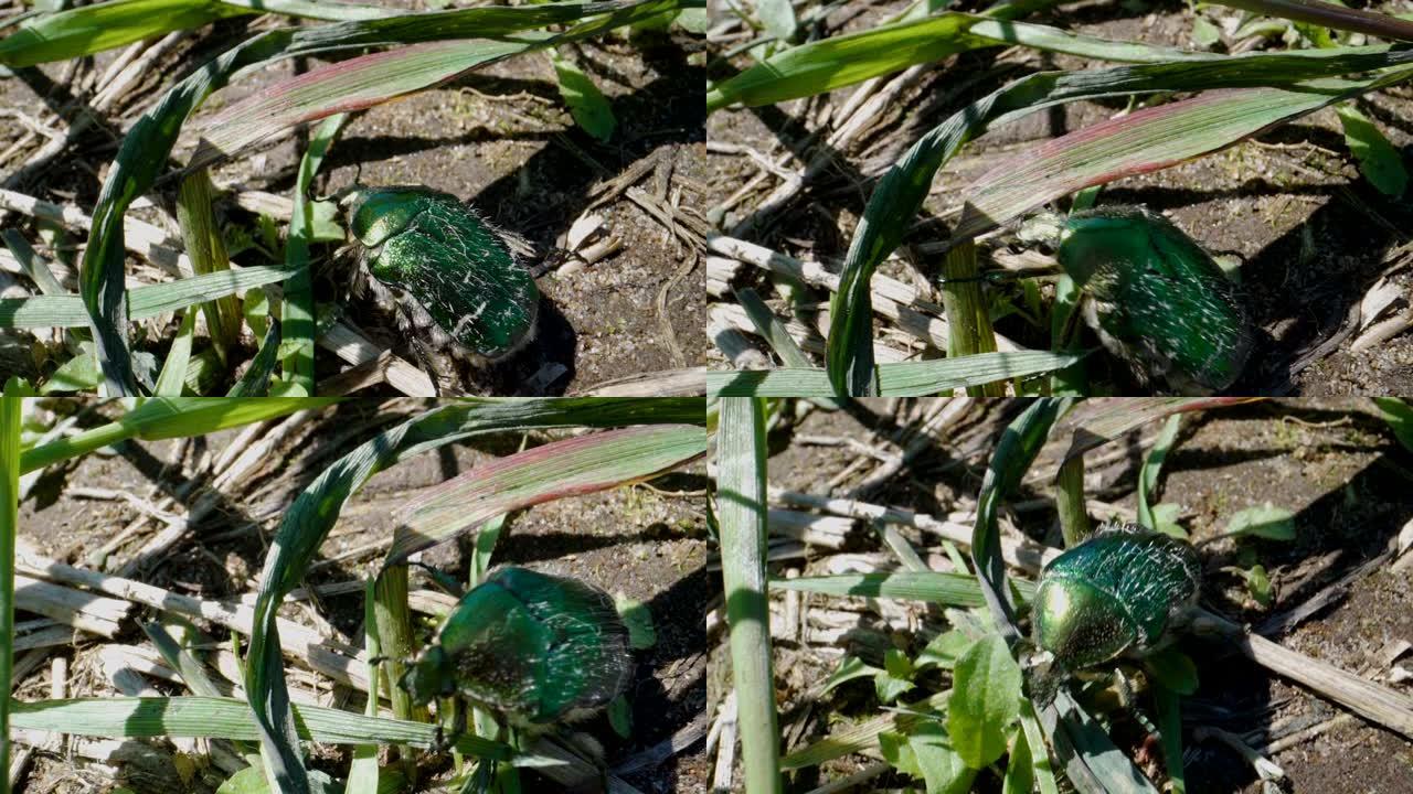 一只绿色的玫瑰金龟子在地上爬行