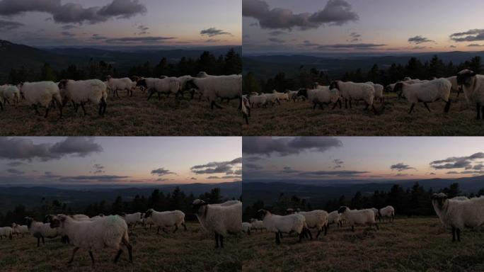 一群羊群在日落之后走过田野
