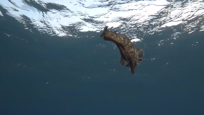 海兔在蓝色的水面下迅速游动。低角度镜头。裸枝或海参斑驳的海参或乌黑的海参 (Aplysia fasc