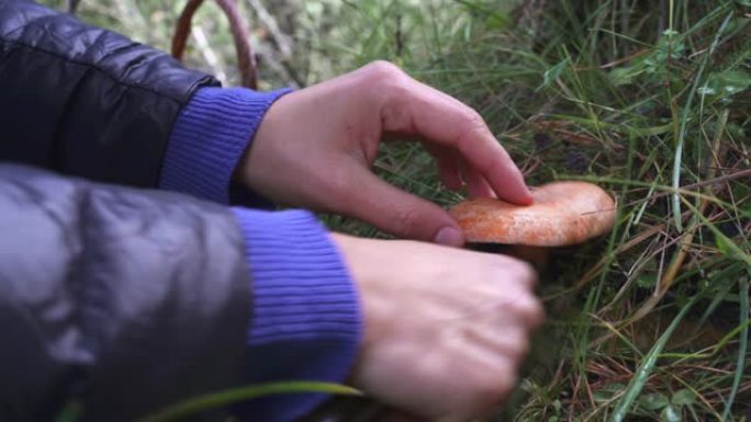 秋天森林里的蘑菇。手工采摘野生食用菌 (乳菇美味)