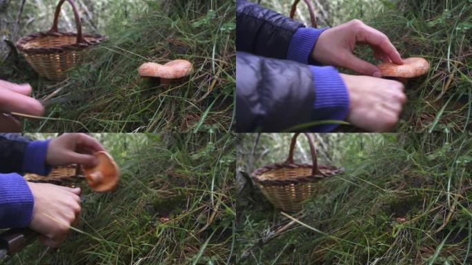 秋天森林里的蘑菇。手工采摘野生食用菌 (乳菇美味)
