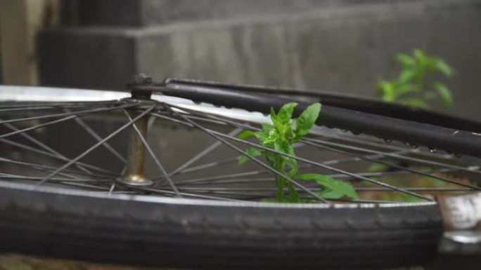 地面上有一些植物生长的自行车车轮