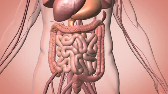 肠道排毒内脏结构肠道
