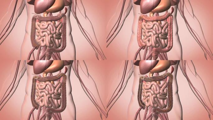 肠道排毒内脏结构肠道