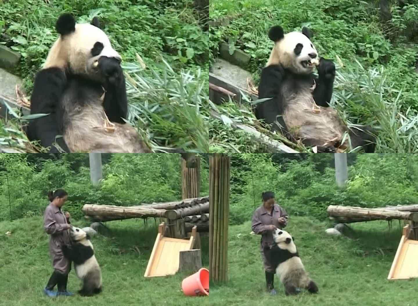 07年卧龙熊猫基地