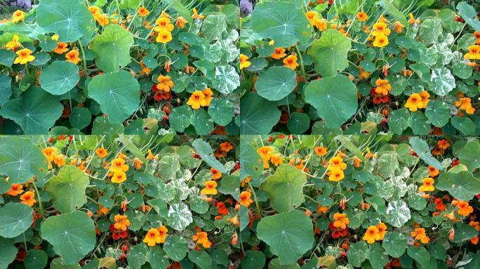 橙色和黄色的金莲花花。花园中的Tropaeolum majus