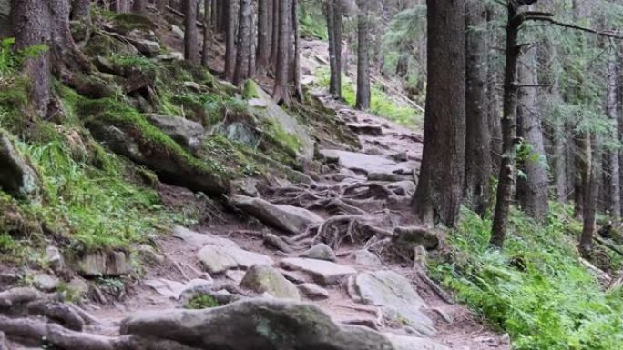 茂密的针叶绿森林中的落基山步道。徒步旅行路径