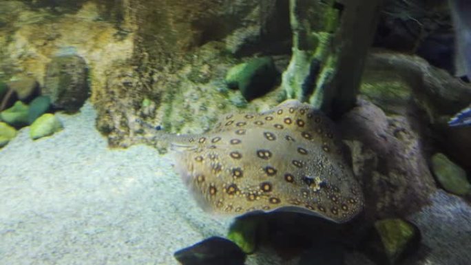 钾肥。坡道，水族馆中的抽筋鱼