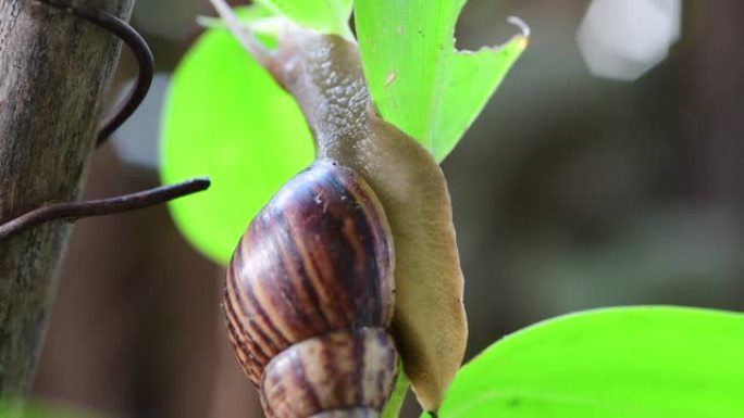 蜗牛生物