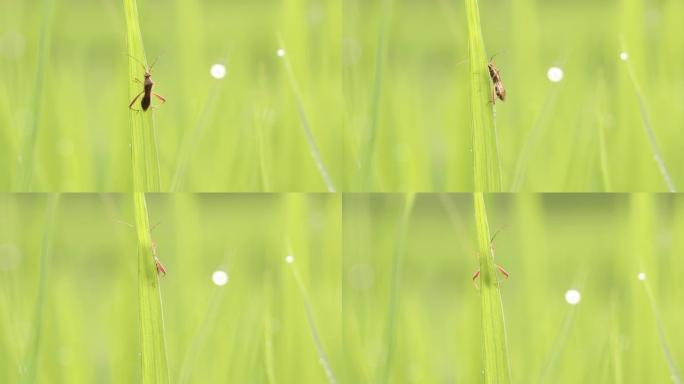 昆虫附着在风和早晨的阳光下摇曳的稻叶上。