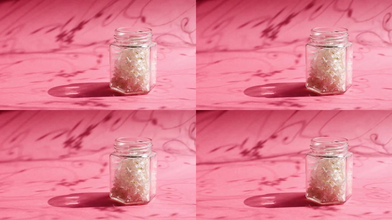 白色的鸟樱桃树花在粉红色背景上的透明玻璃罐中
