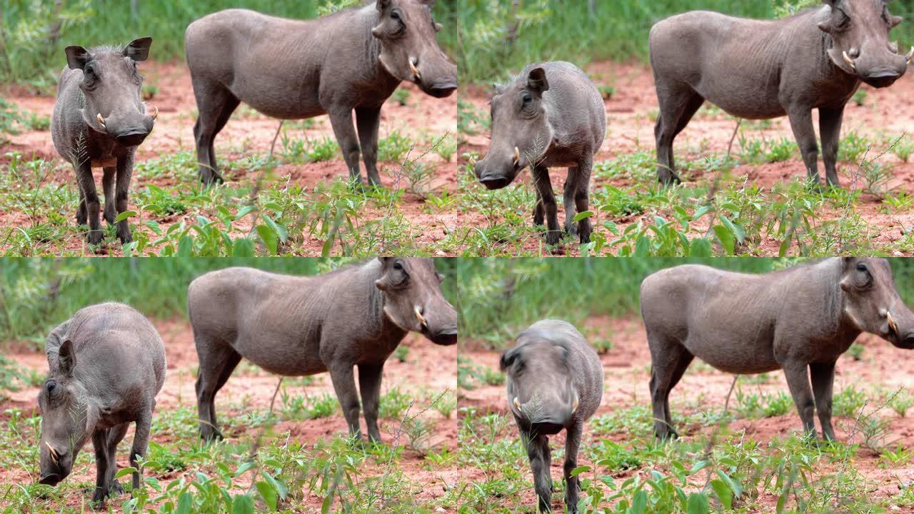 疣猪在南非的稀树草原上看着我们。该动物在其自然栖息地中处于戒备状态-自然界中的非洲动物