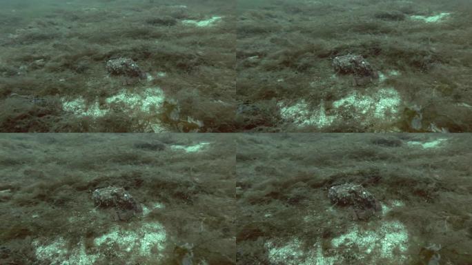 北方章鱼、角章鱼或卷曲章鱼 (Eledone cirrhosa) 坐在棕色海藻上