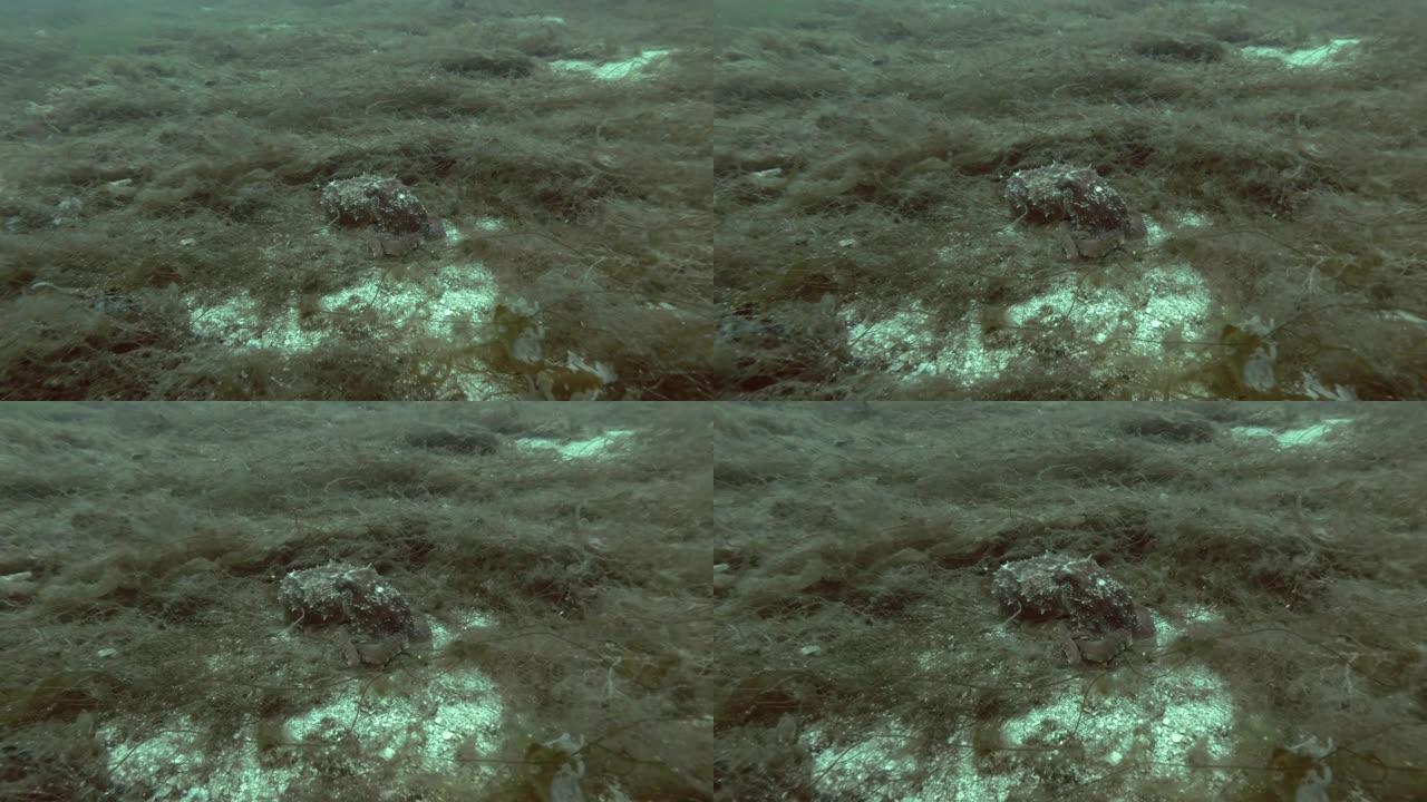北方章鱼、角章鱼或卷曲章鱼 (Eledone cirrhosa) 坐在棕色海藻上