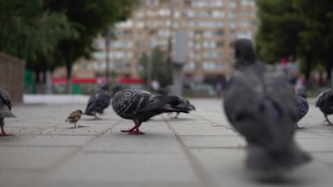 一群鸽子在街上自由行走。相机在一群鸽子中通过