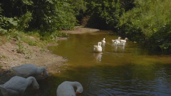 鹅在河里游泳，在海岸边捏草。家禽在村庄的池塘里撒尿
