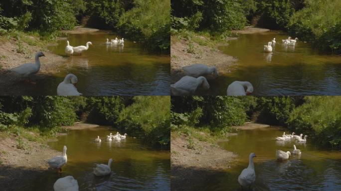 鹅在河里游泳，在海岸边捏草。家禽在村庄的池塘里撒尿