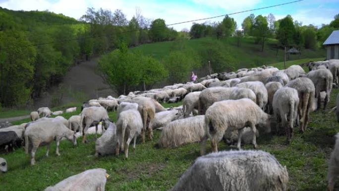 牧场上的羊群成群