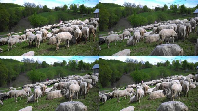 牧场上的羊群成群
