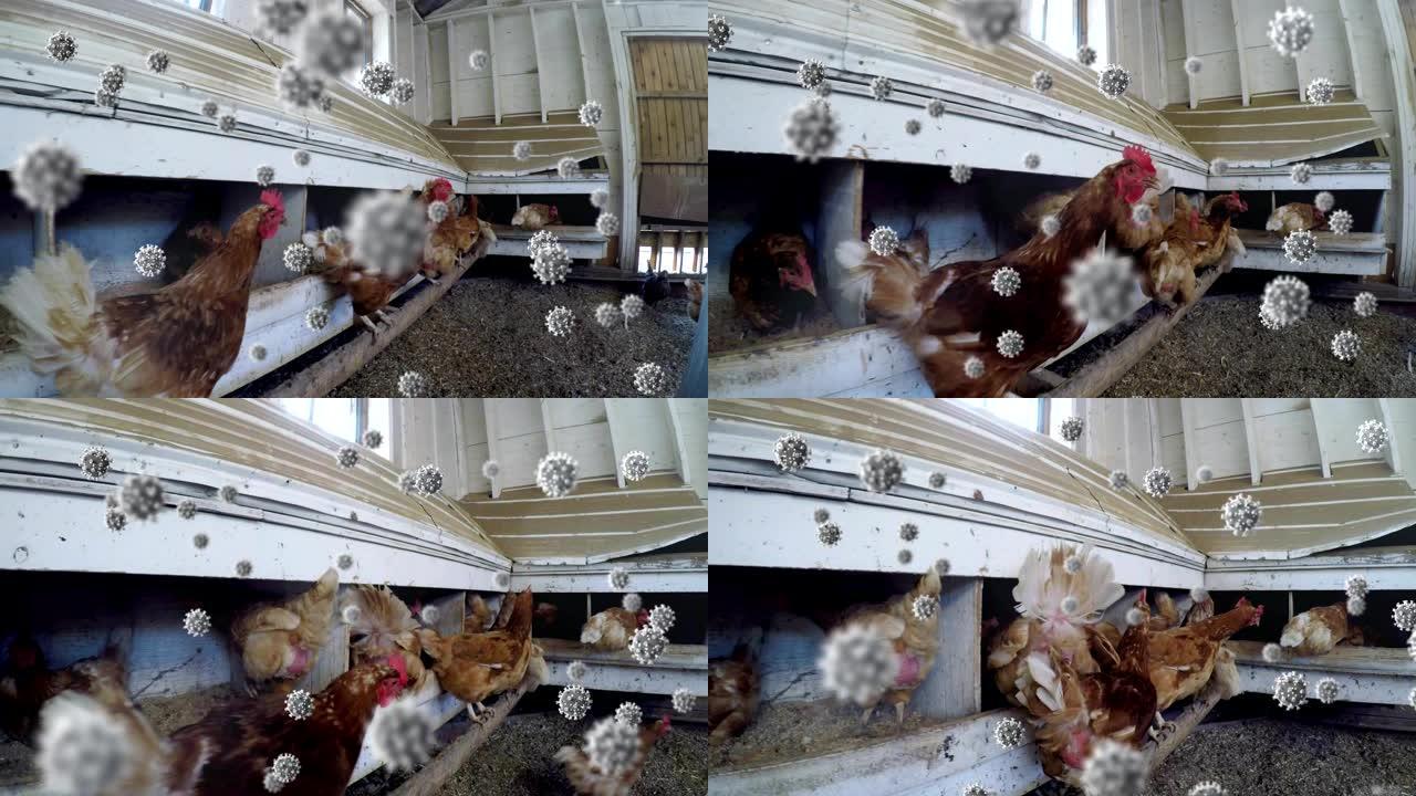 新型冠状病毒肺炎细胞对抗鸡舍中的母鸡进食