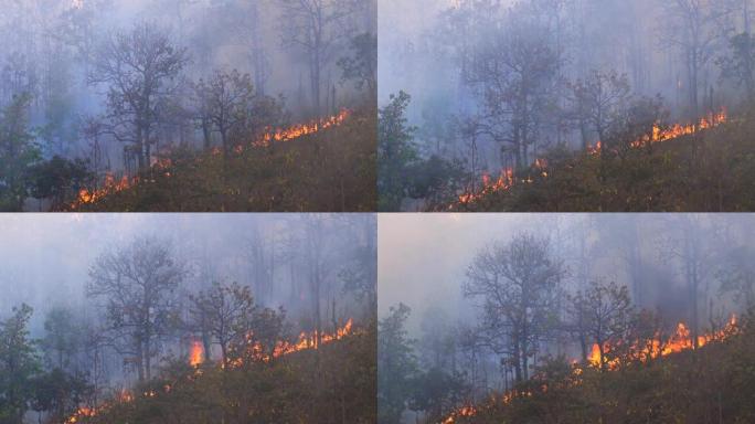 森林火灾是人为造成的燃烧。
