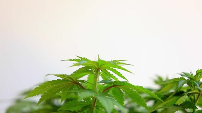 关闭年轻的大麻大麻植物的叶子