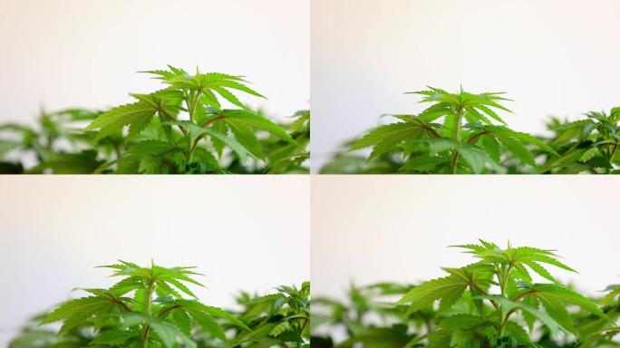 关闭年轻的大麻大麻植物的叶子