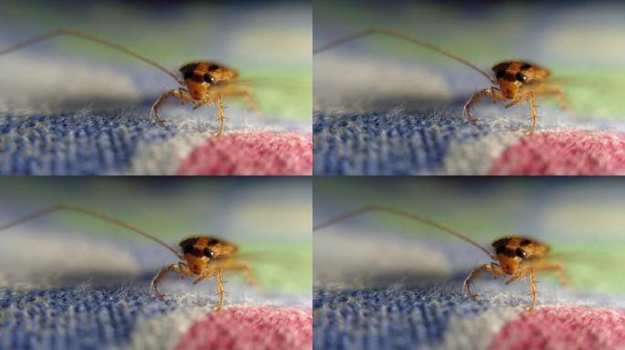 一只愤怒的蟑螂的高清视频显示出对相机的愤怒。