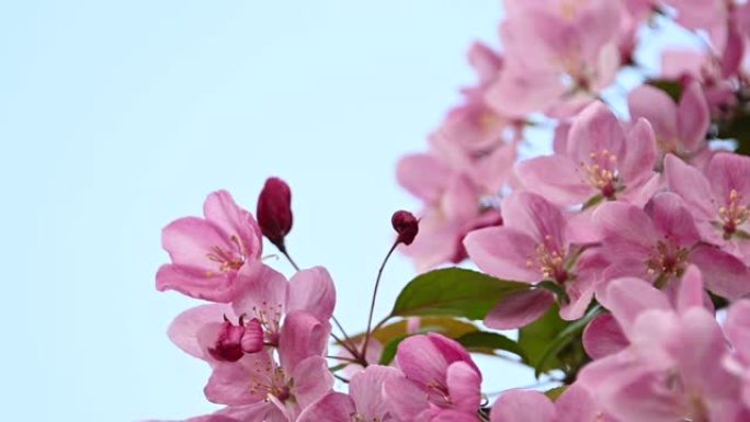 特写粉色亚洲野生蟹树花