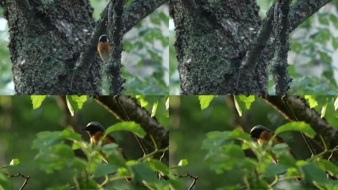 红雀在树上唱歌
