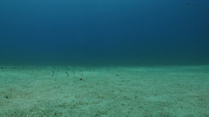 在海底发现的花园鳗鱼