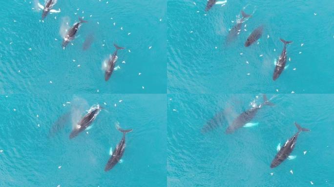 一群四只座头鲸在格陵兰岛平静而绿松石的北极巴芬海游泳和潜水的空中无人机俯视图