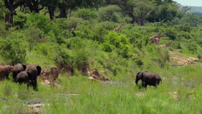大草原上的大象，背景是长颈鹿。他们在自然动物概念中和平共处