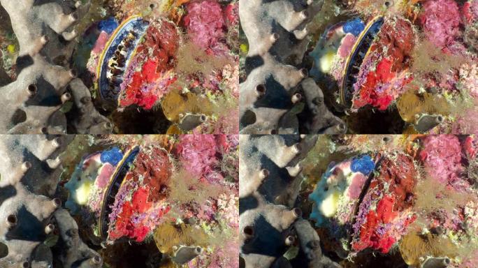 珊瑚中的大贝类刺牡蛎