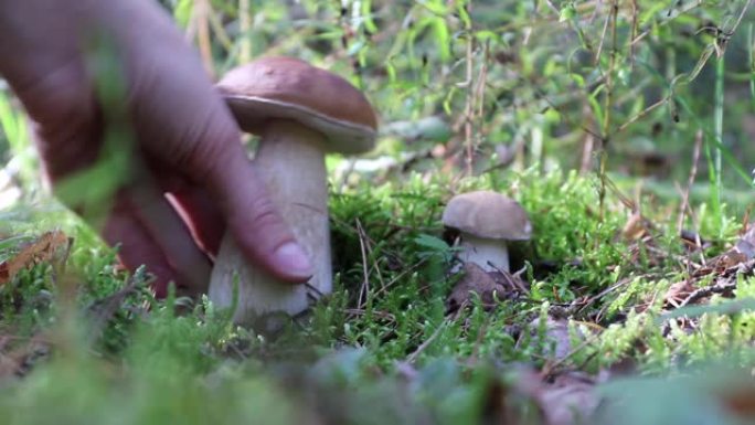 森林里生长着两只牛肝菌。一只手通过扭转来挑选其中一个蘑菇，并将其展示给相机。Mushroomer覆盖