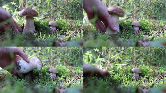 森林里生长着两只牛肝菌。一只手通过扭转来挑选其中一个蘑菇，并将其展示给相机。Mushroomer覆盖