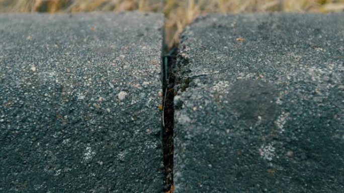 蚂蚁正穿过路缘石的裂缝。