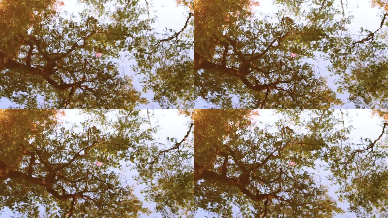 单红枫叶漂浮在宁静的湖面上，在水中有森林反射，4k镜头，秋季概念。