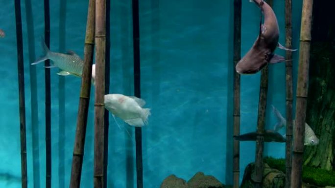 水族馆.蓝色背景.竹子.白色和灰色的鱼游泳