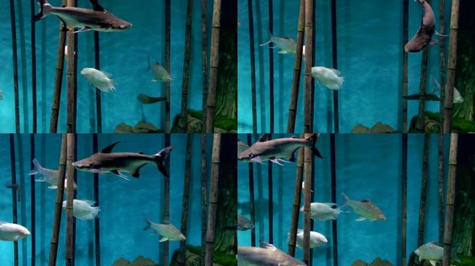 水族馆.蓝色背景.竹子.白色和灰色的鱼游泳