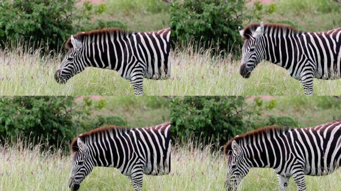斑马在南非的大草原上吃草。美丽的野生动物在自然界-动物和野生动物的概念