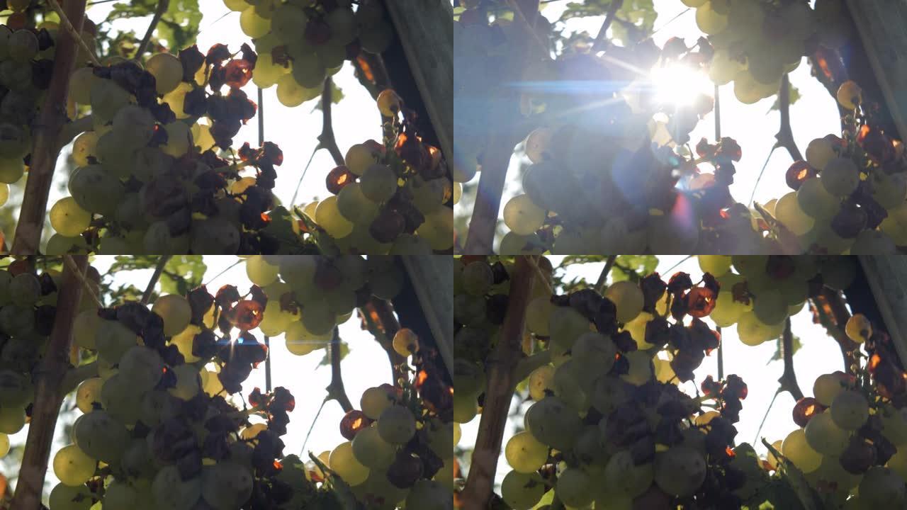 葡萄园葡萄与高贵腐烂特写，变形慢动作手持4K