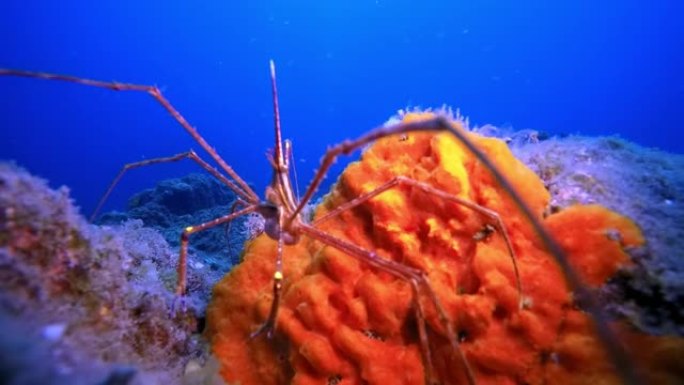 关于大西洋火山起源底部水下海蜘蛛的宏观视频。