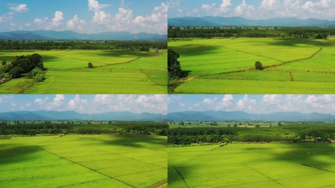 俯瞰泰国的稻田万亩良田希望田野田地农田田