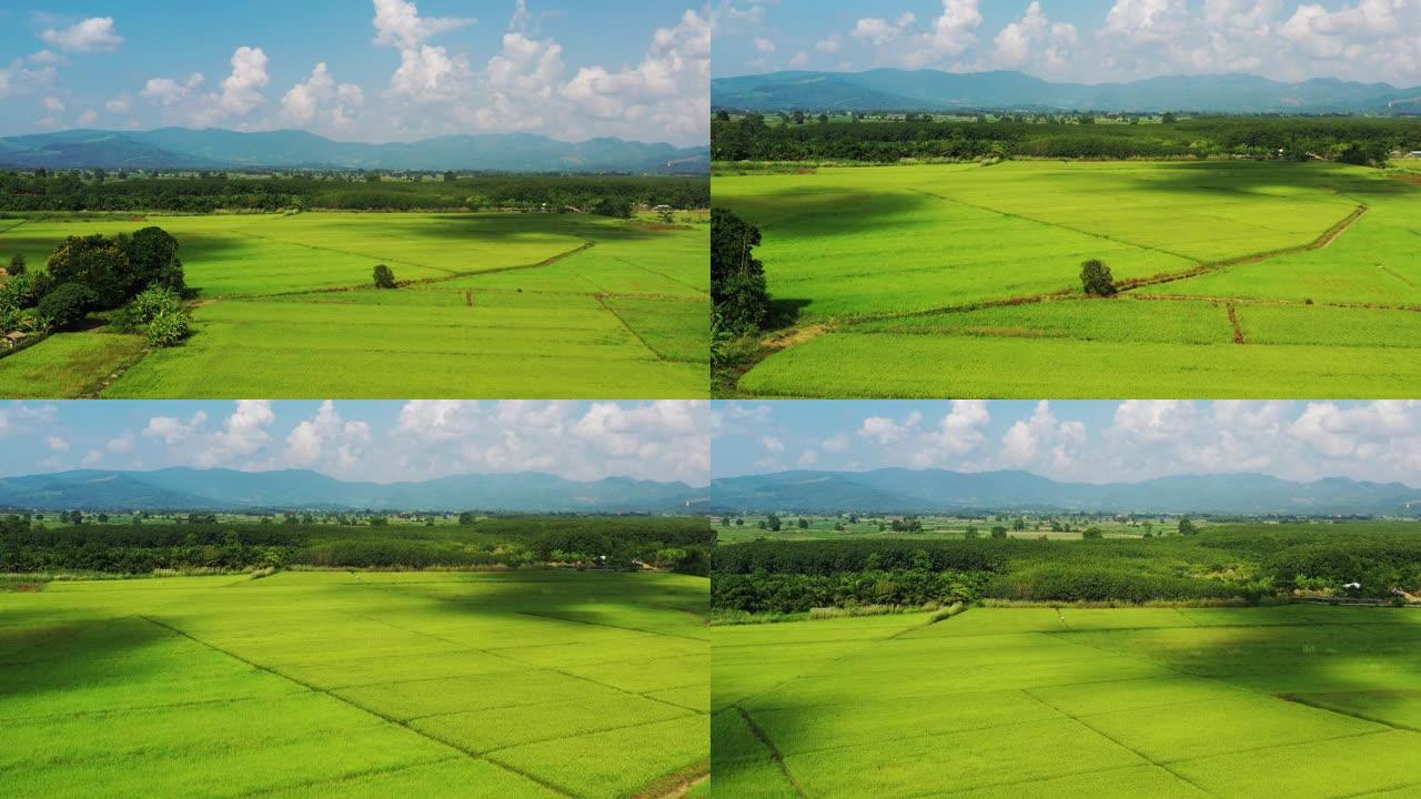 俯瞰泰国的稻田万亩良田希望田野田地农田田