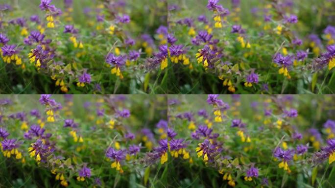 北欧自然常见的紫色和黄色沙滩花，黑线虫。也被称为 “伊凡和玛丽亚” 或 “黑夜和白天”。