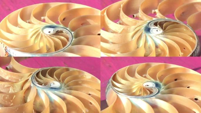 鹦鹉螺贝壳股票斐波那契镜头视频剪辑转向黄金比例数字序列自然背景半切片部分