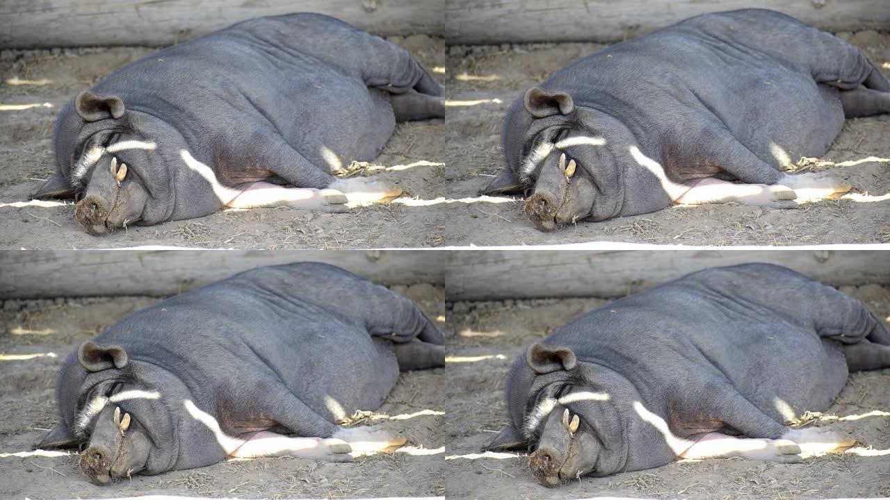 越南猪躺在地上睡觉